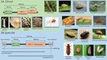 Evolution of Mutator transposable elements across eukaryotic diversity