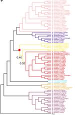 The leafcutter bee, Megachile rotundata, is more sensitive to N-cyanoamidine neonicotinoid and butenolide insecticides than other managed bees