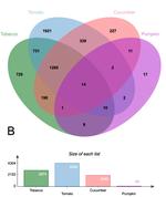 Host plant adaptation in the polyphagous whitefly, Trialeurodes vaporariorum, is associated with transcriptional plasticity and altered sensitivity to insecticides