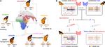 Whole-chromosome hitchhiking driven by a male-killing endosymbiont