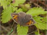 De Novo Genome Assembly of the Meadow Brown Butterfly, Maniola jurtina