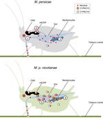 The genetic architecture of a host shift: An adaptive walk protected an aphid and its endosymbiont from plant chemical defenses