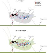 The genetic architecture of a host shift: An adaptive walk protected an aphid and its endosymbiont from plant chemical defenses