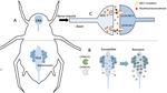 Molecular innovations underlying resistance to nicotine and neonicotinoids in the aphid Myzus persicae