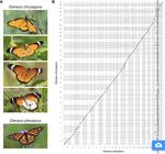 Genome assembly of Danaus chrysippus and comparison with the Monarch Danaus plexippus