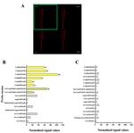 Molecular Tools for the Selective Detection of Nine Diatom Species Biomarkers of Various Water Quality Levels