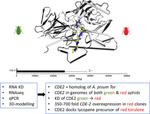 Differential regulation of the Tor gene homolog drives the red/green pigmentation phenotype in the aphid Myzus persicae