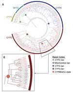 A chromosome-scale genome assembly of the pollen beetle, Brassicogethes aeneus, provides insight into cytochrome P450-mediated pyrethroid resistance