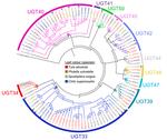 Overexpression of the UDP-glycosyltransferase UGT34A23 confers resistance to the diamide insecticide chlorantraniliprole in the tomato leafminer, Tuta absoluta