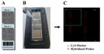 Molecular Detection of a Potentially Toxic Diatom Species