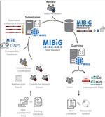 MIBiG 4.0: advancing biosynthetic gene cluster curation through global collaboration