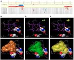 Neofunctionalization of Duplicated P450 Genes Drives the Evolution of Insecticide Resistance in the Brown Planthopper